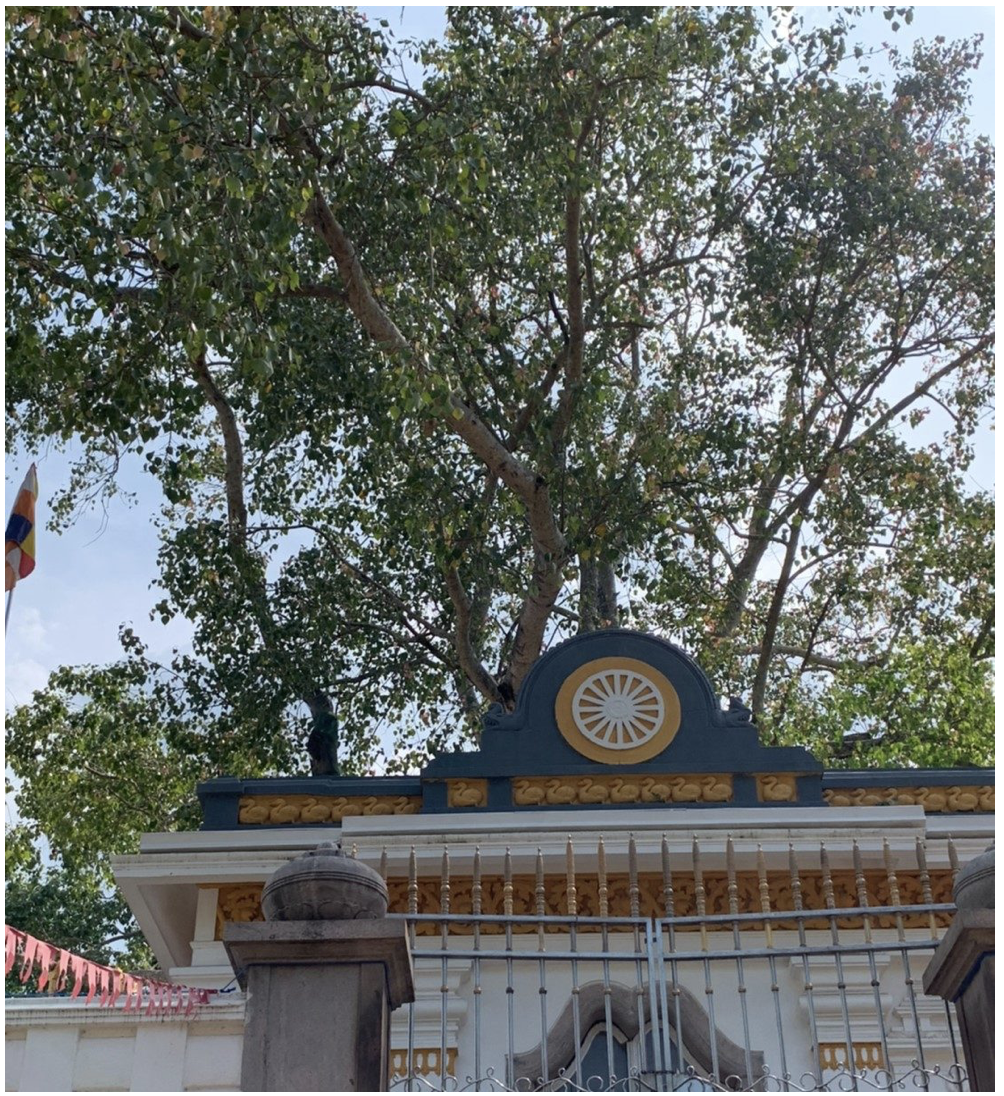 スリーマハー菩提樹